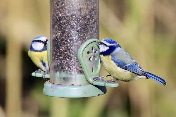 Bird Feeder Mounting Service in Kingman